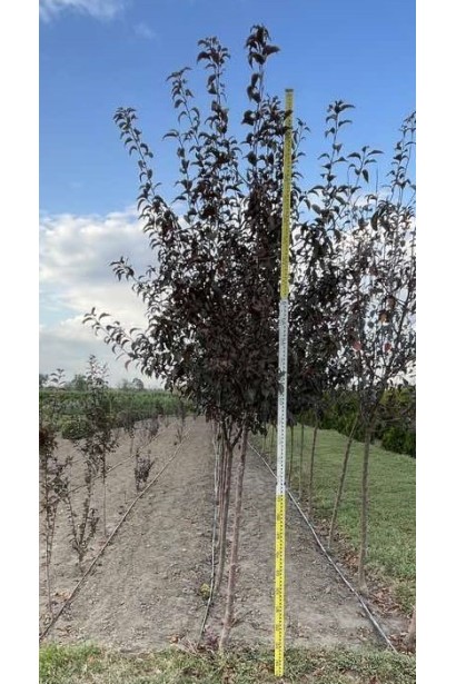 Яблуня Недзвецького - ШТАМБ_ком40кг/вис.280-320см/Ø80-100см/ШТАМБ 120-140см 